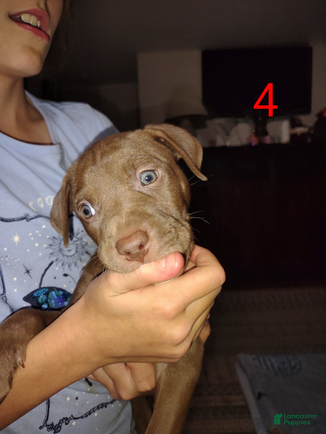 American Pit Bull Terrier dogs for sale: Puppy #4 - Ad 1