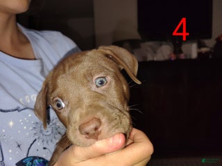 American Pit Bull Terrier dogs Puppy #4 - Ad 15