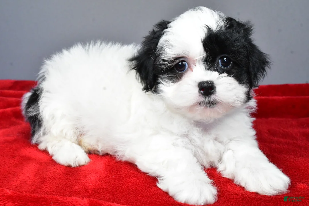 Teddy Bear dogs for sale: quinn - Ad 3