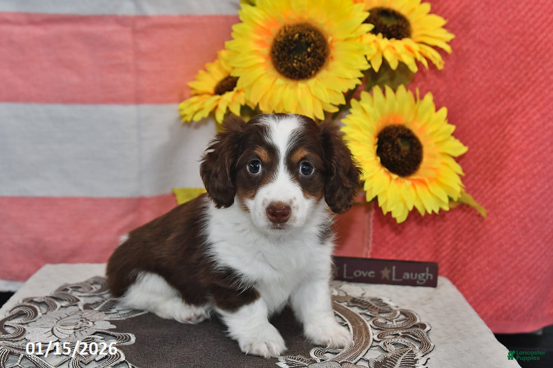 Miniature Dachshund dogs for sale: Hero - Ad 1