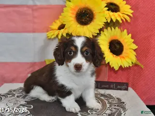 Miniature Dachshund dogs Hero - Ad 25