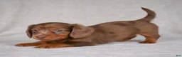Miniature Dachshund dogs for sale: AKC Rose - Ad 6