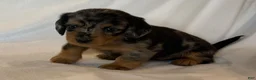 Miniature Dachshund dogs for sale: Ruby - Ad 6