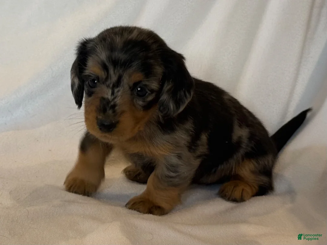 Miniature Dachshund dogs for sale: Ruby - Ad 6