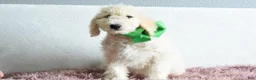 Goldendoodle dogs for sale:  Puppy 9-Weekend sale 💚 - Ad 5