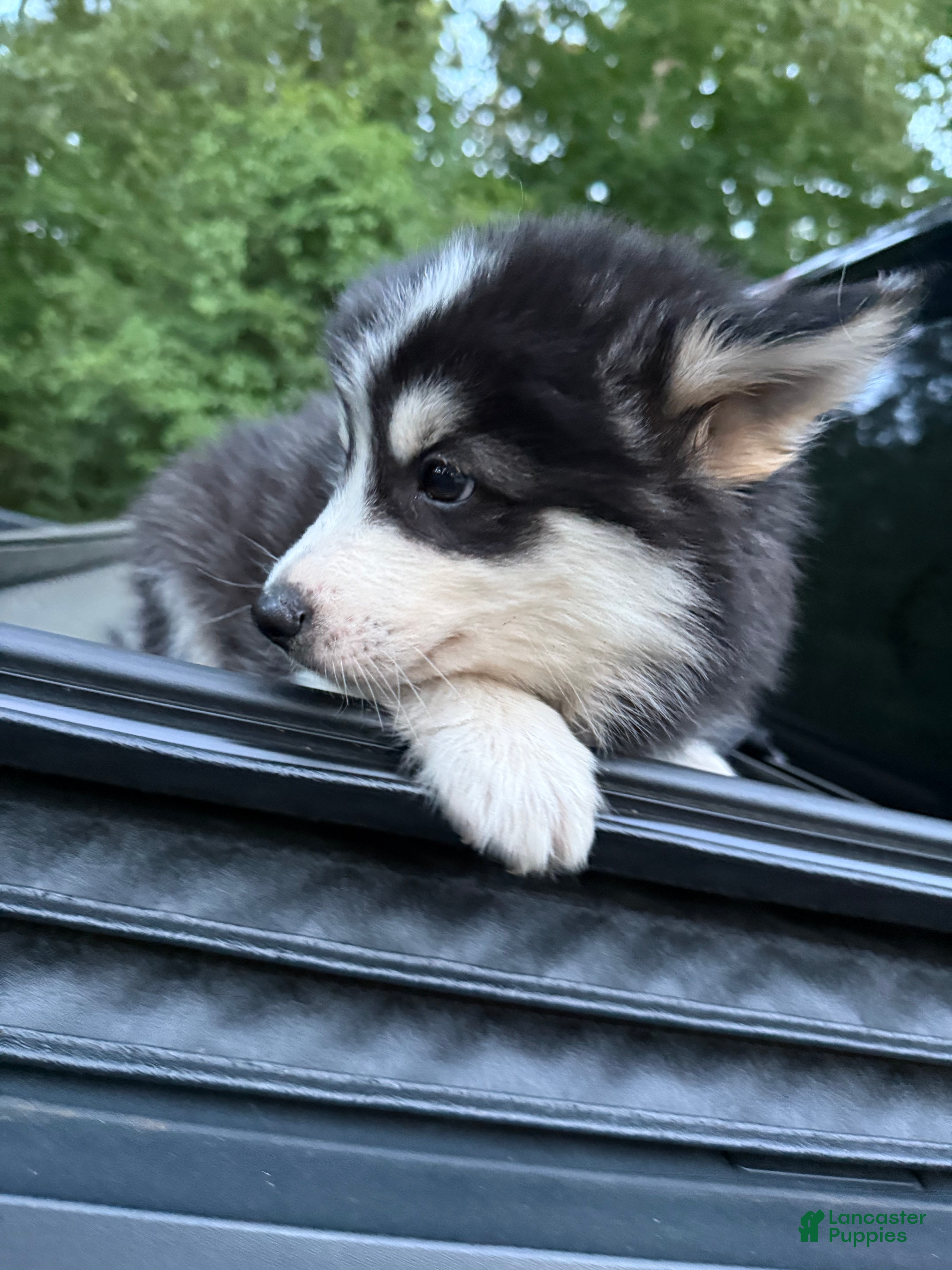 Pomsky dogs Pomsky Puppy 6 - Ad 7