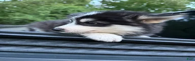 Pomsky Puppy 6