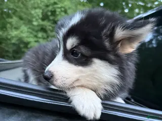 Pomsky dogs Pomsky Puppy 6 - Ad 7