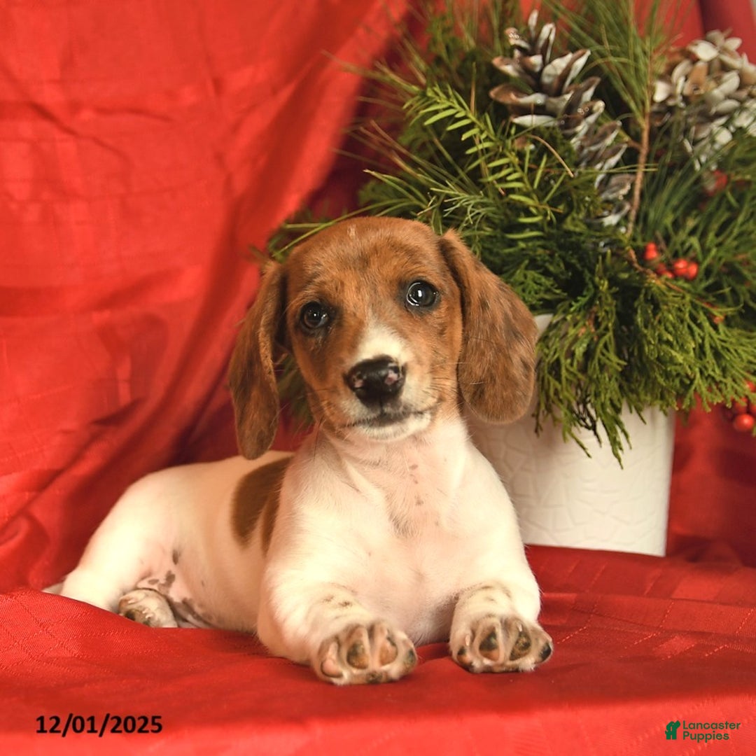 Miniature Dachshund dogs for sale: Jolly  - Ad 1