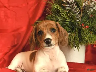 Miniature Dachshund dogs Jolly - Ad 33