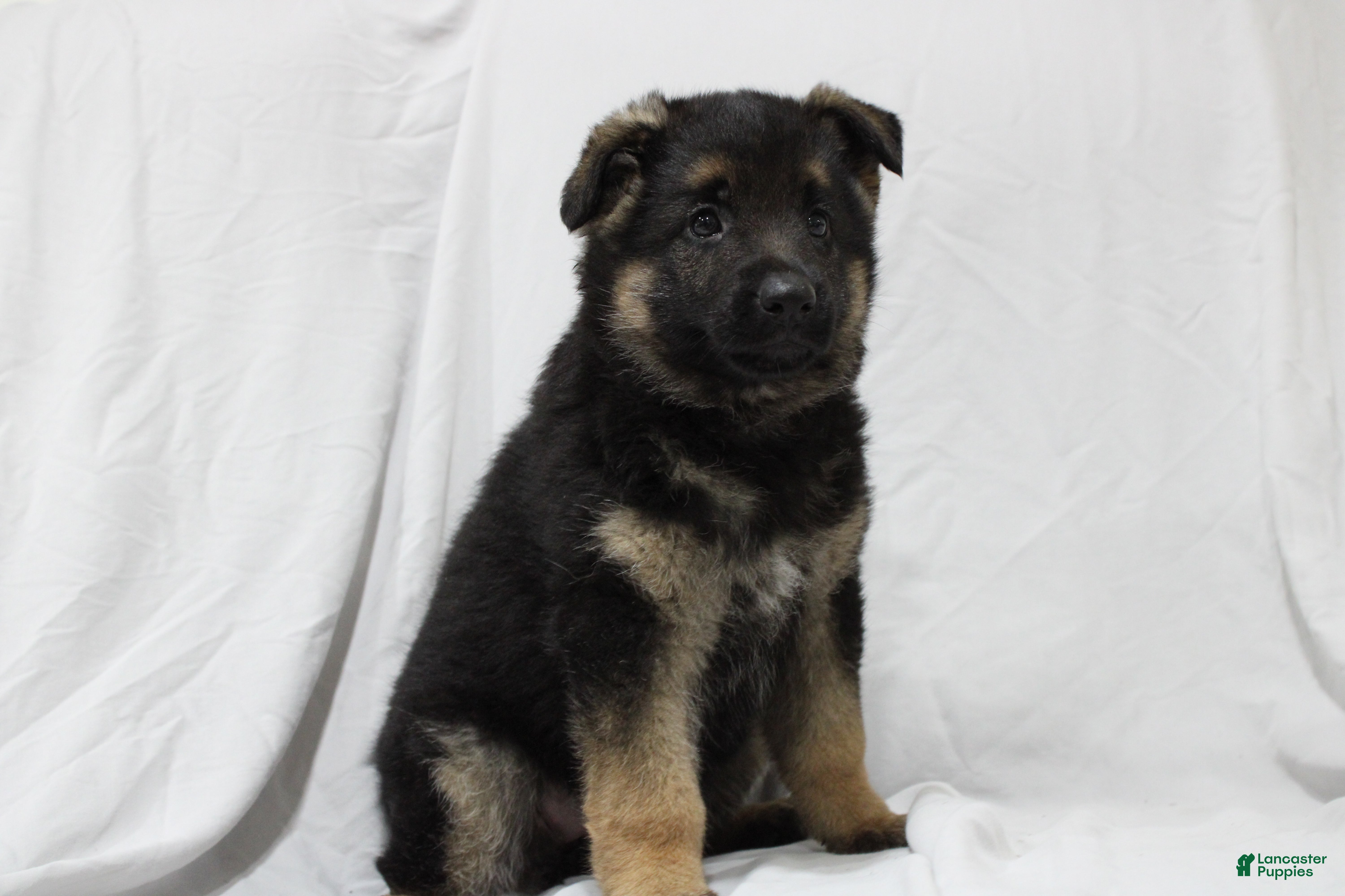 German Shepherd dogs Ellie  - Ad 1