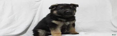 Ellie 