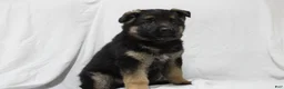 German Shepherd dogs for sale: Ellie  - Ad 1