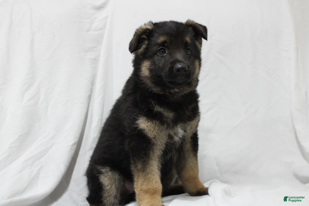 German Shepherd dogs for sale: Ellie  - Ad 1