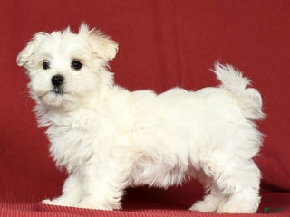 Maltese dogs - Ad 13