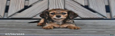 Tessie