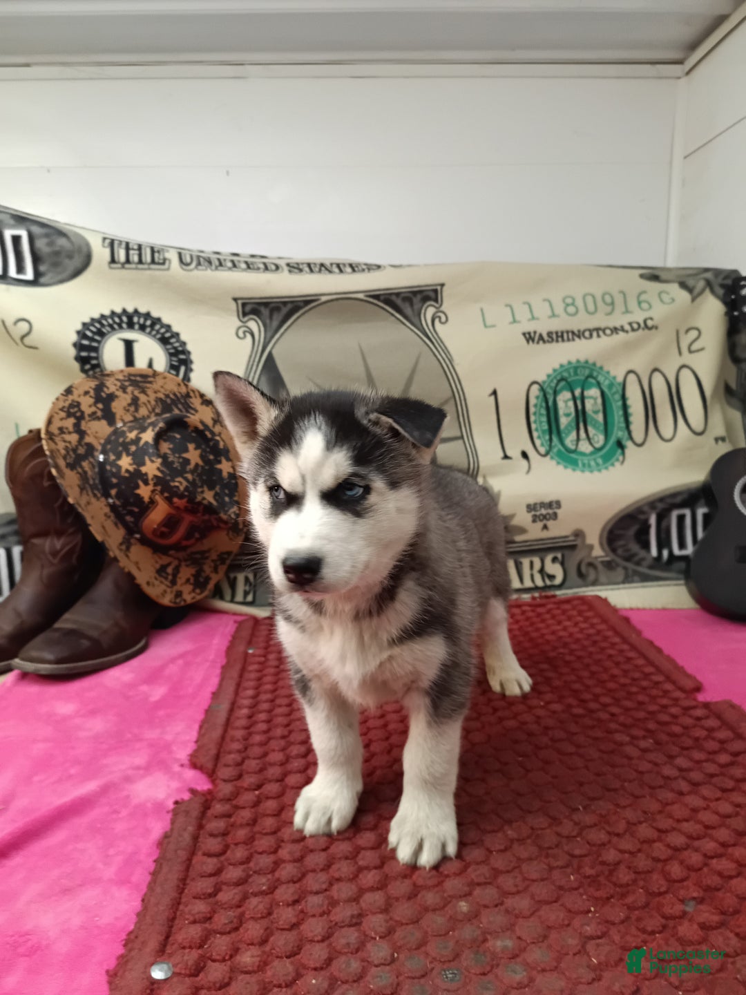 Siberian Husky dogs for sale: Anthony - Ad 4