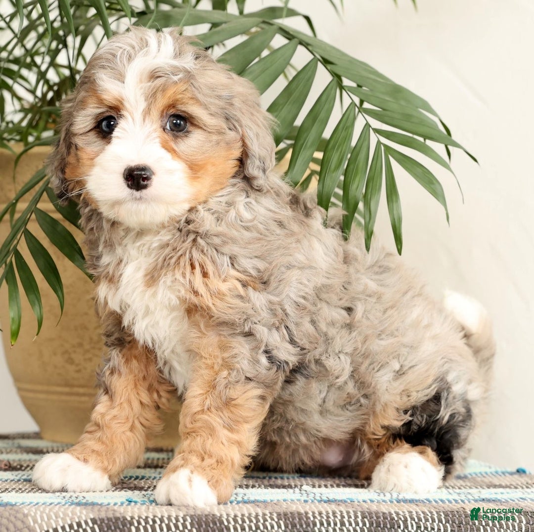 Mini Bernedoodle dogs for sale: Twinkle - Ad 5