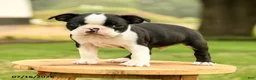 Boston Terrier dogs for sale: Bruno - Ad 4