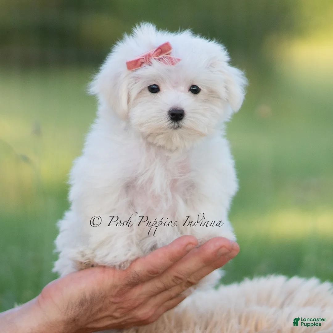 Maltese dogs for sale: Pinkie - Ad 6