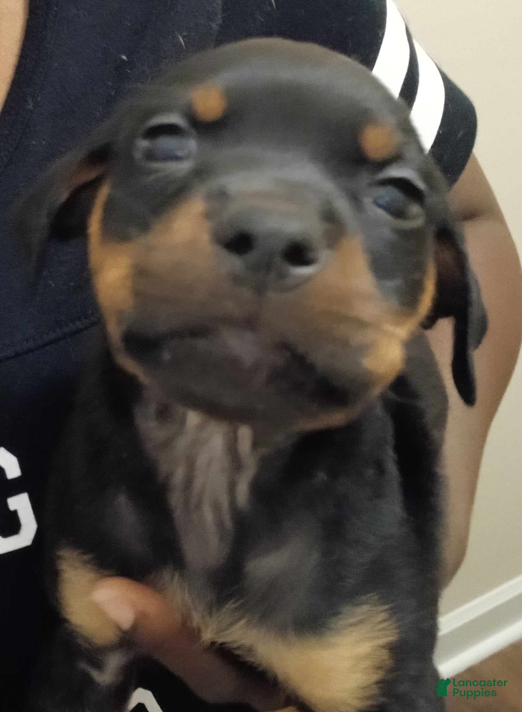 Rottweiler dogs Rottweiler 7 - Ad 26