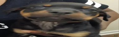 Rottweiler 7