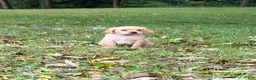 Mixed Breed dogs for sale: Mixed Breed 6 - Ad 1
