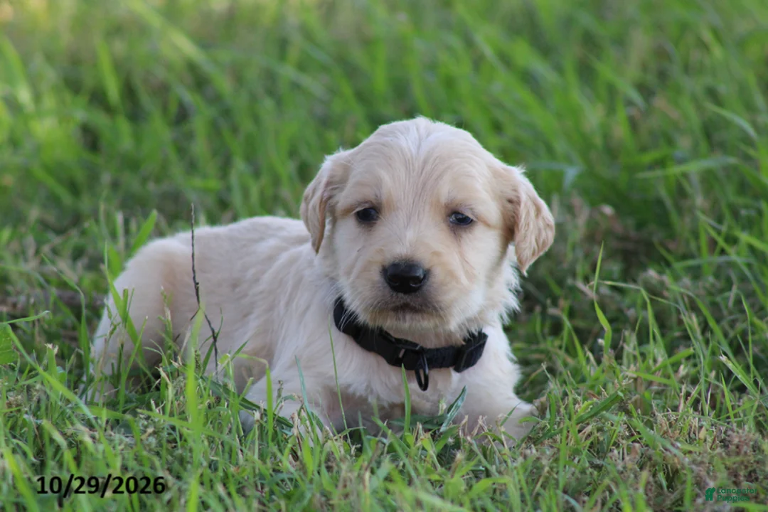 Golden Retriever dogs for sale: Jasper - Ad 1