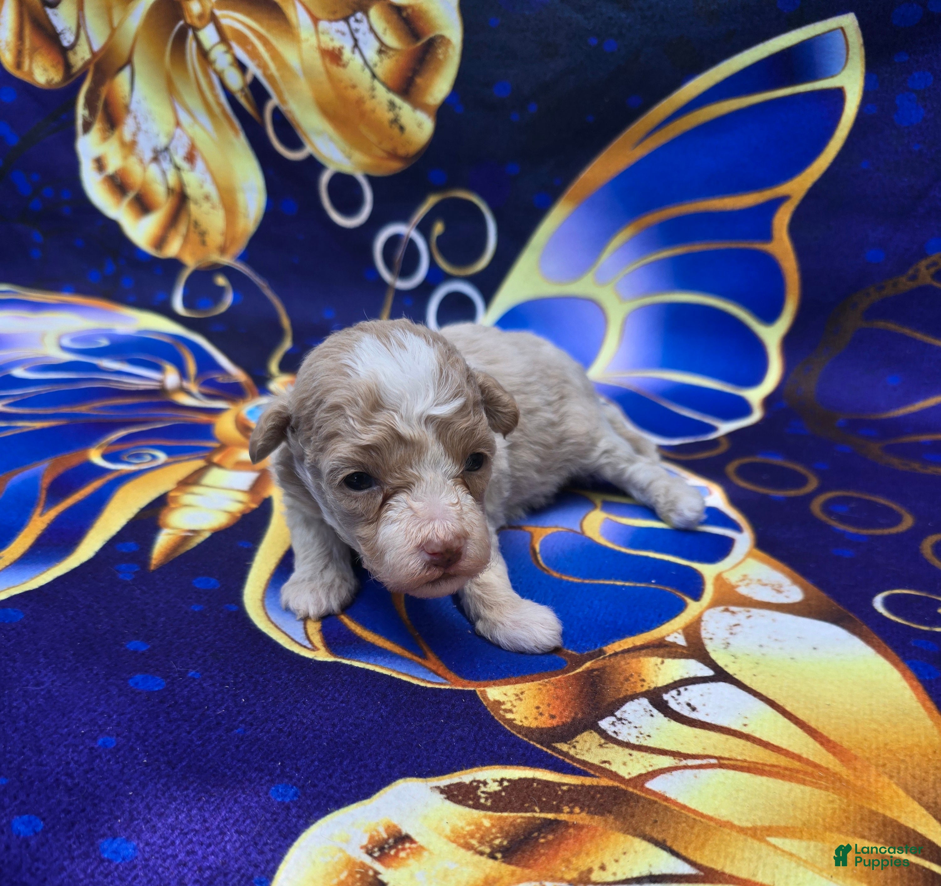 Maltipoo dogs Phoenix  - Ad 23