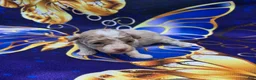 Maltipoo dogs for sale: Phoenix  - Ad 1