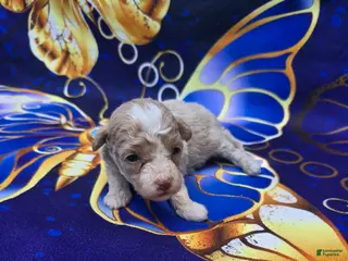 Maltipoo dogs Phoenix - Ad 31
