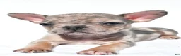 French Bulldog dogs for sale: Charlie - Ad 5