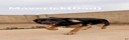German Shepherd dogs for sale: Missy - Ad 3