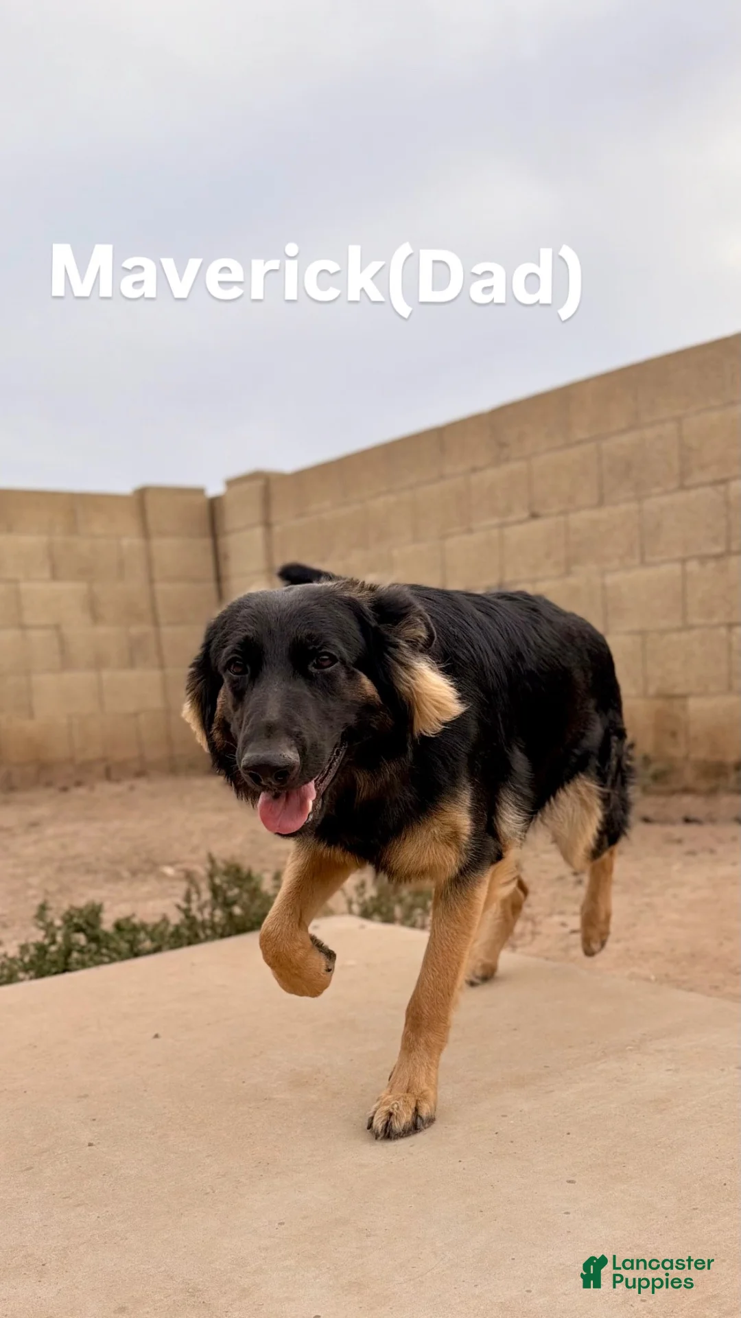 German Shepherd dogs for sale: Missy - Ad 3