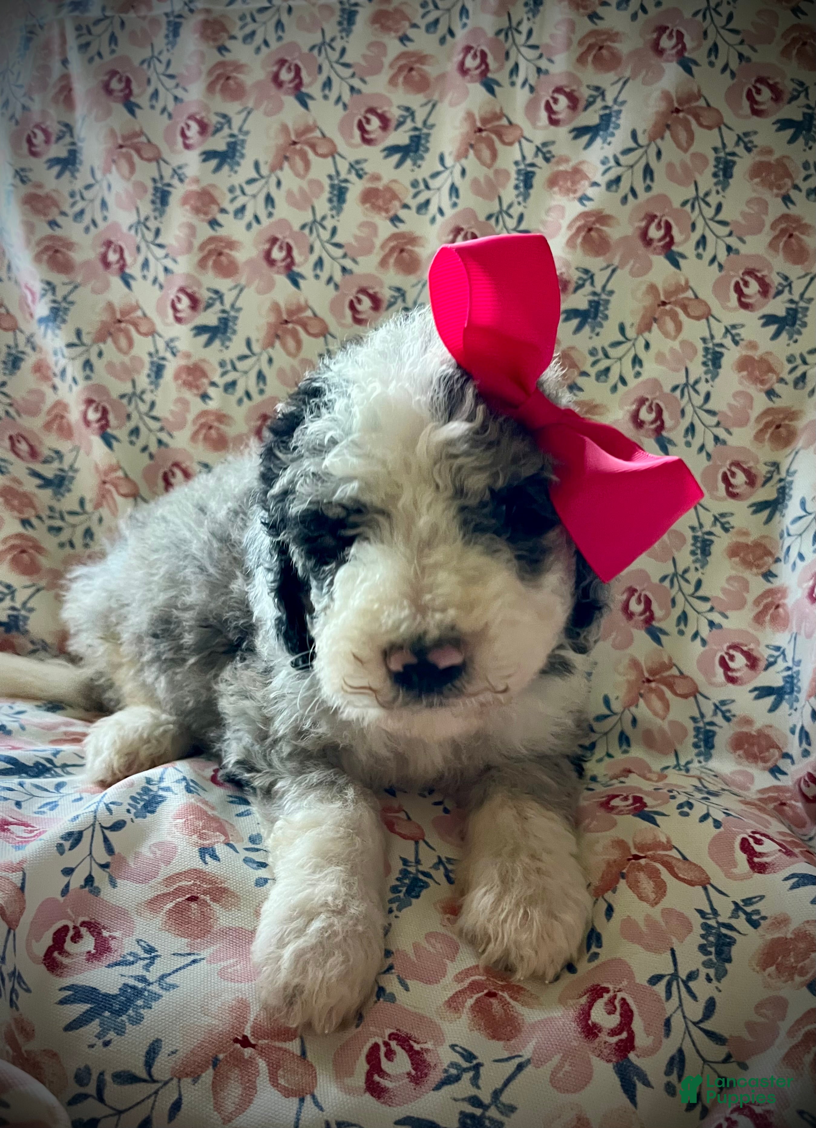 Sheepadoodle dogs Sheepadoodle Puppy 7 - Ad 17