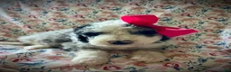 Sheepadoodle dogs for sale: Sheepadoodle Puppy 7 - Ad 1
