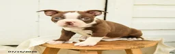 Boston Terrier dogs for sale: Carter - Ad 2