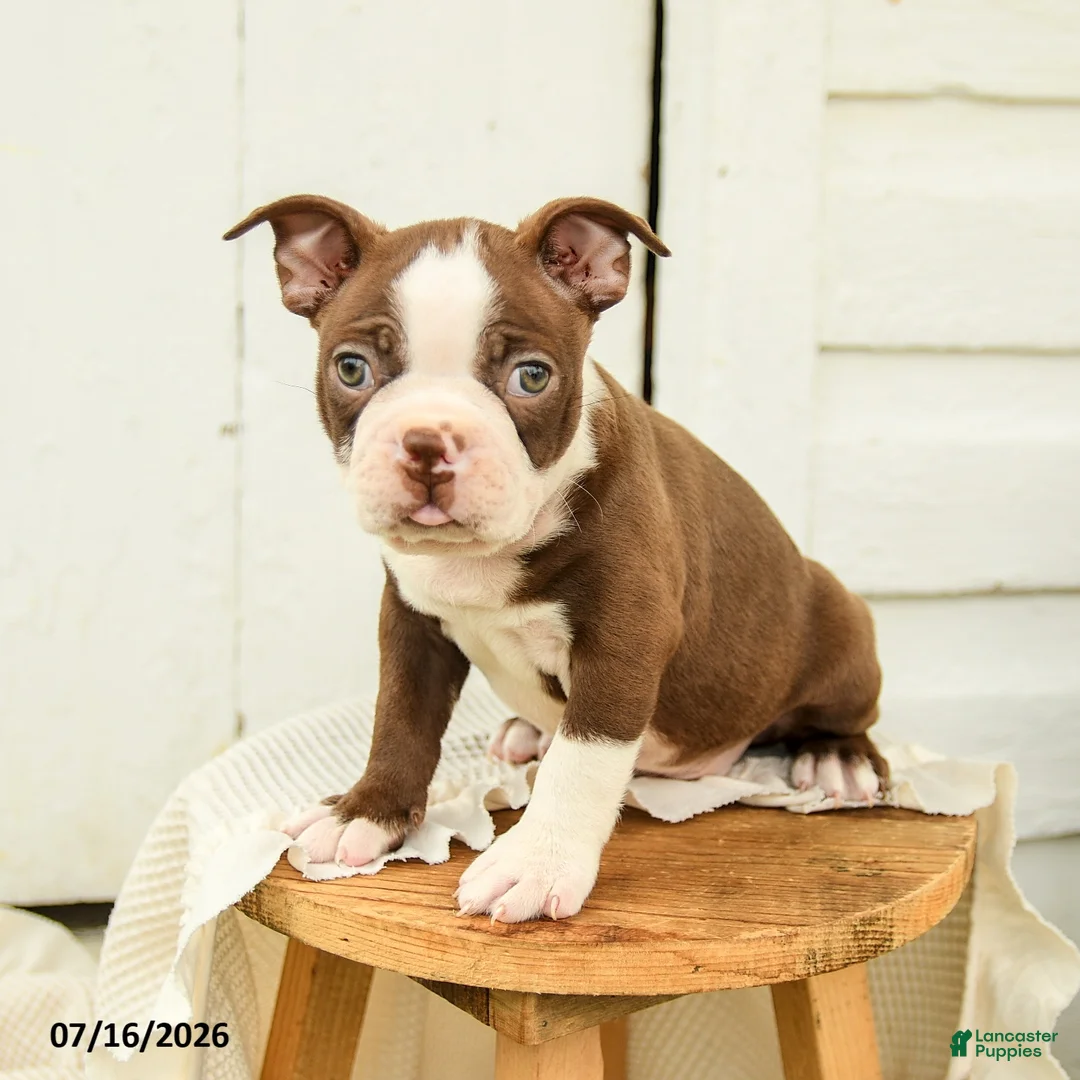 Boston Terrier dogs for sale: Carter - Ad 2