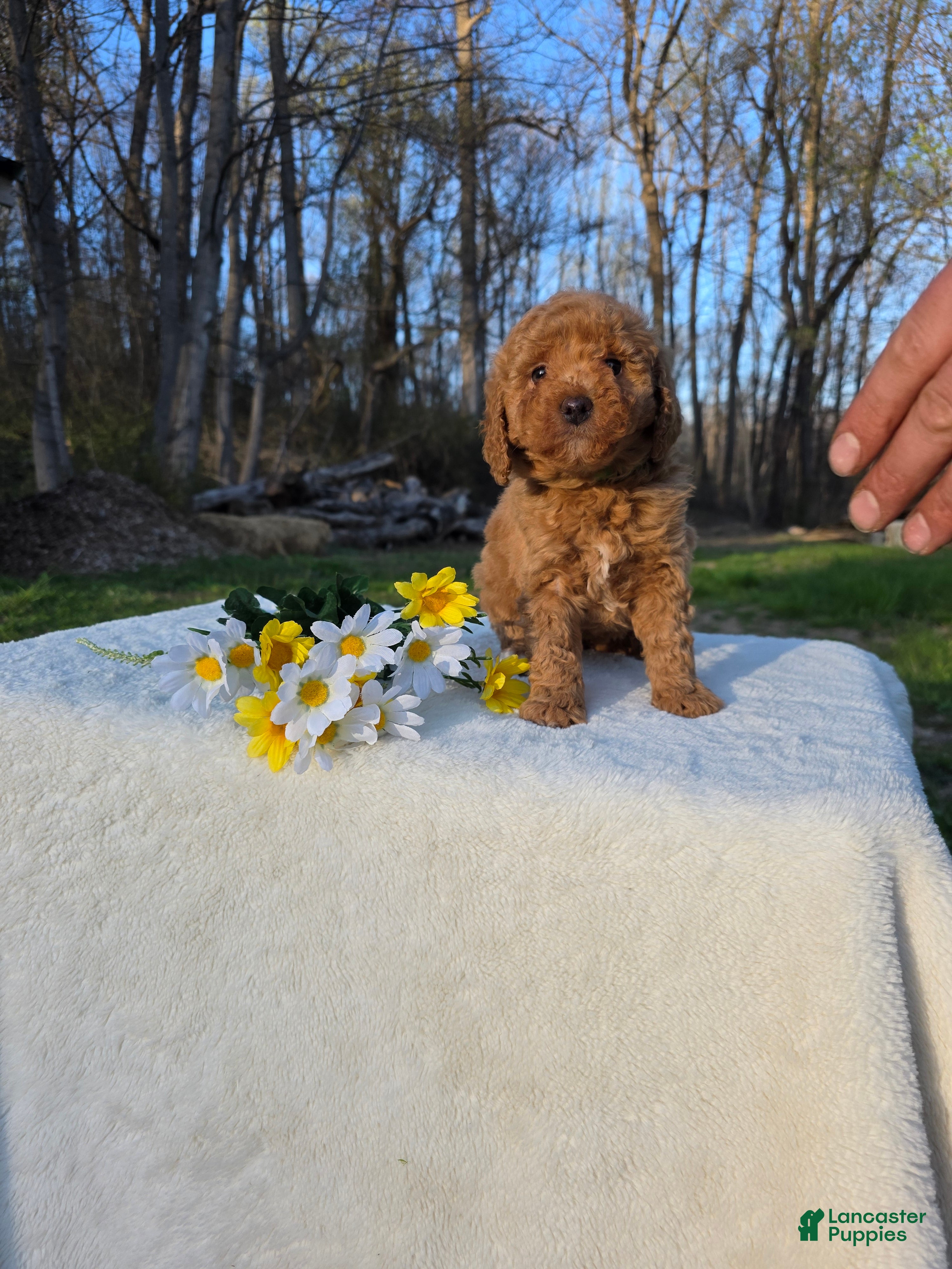 Mini Goldendoodle dogs DIXYEY - Ad 18