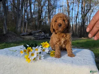Mini Goldendoodle dogs DIXYEY - Ad 18