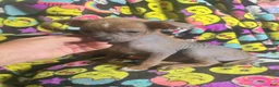 Chinese Crested dogs for sale: Stewart - Ad 15