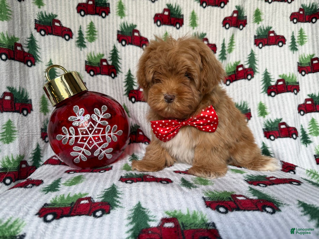 Lhasa Apso dogs for sale: Spud - Ad 2