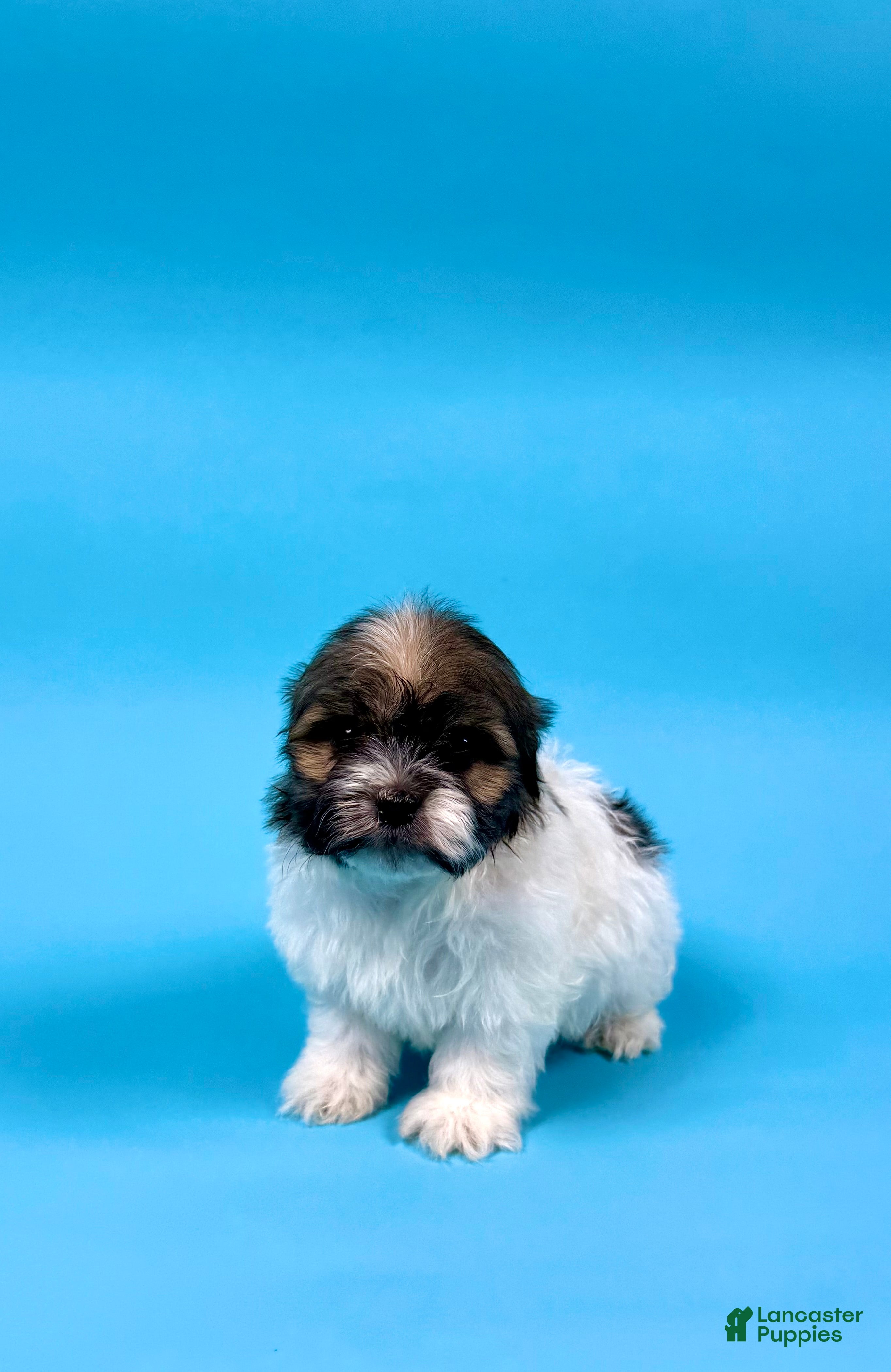 Havanese dogs VANCE - Ad 19