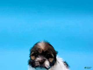 Havanese dogs VANCE - Ad 22