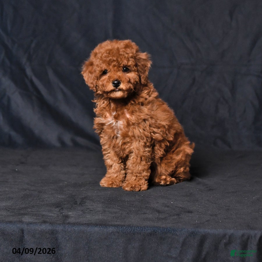 Toy Poodle dogs Willow - Ad 1
