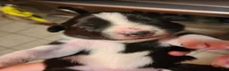 Mixed Breed dogs for sale: Twix - Ad 1