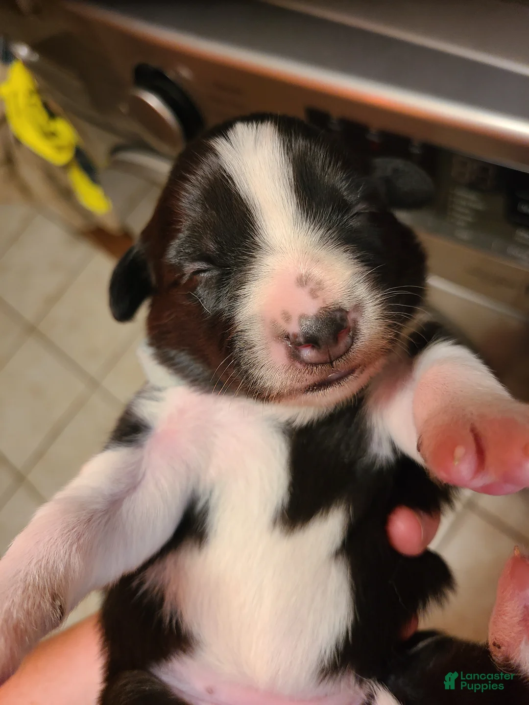 Mixed Breed dogs for sale: Twix - Ad 1