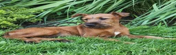 Irish Terrier dogs for sale: Brook - Ad 1