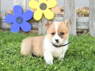 Welsh Corgi Pembroke dogs - Ad 38