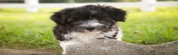 Havanese dogs for sale: Apollo Havanese  - Ad 8